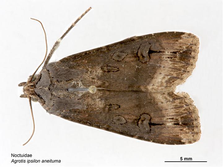 black cutworm adult