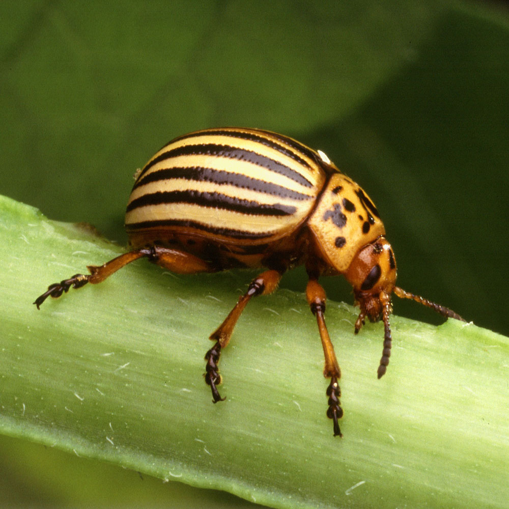 colorado potato beetle