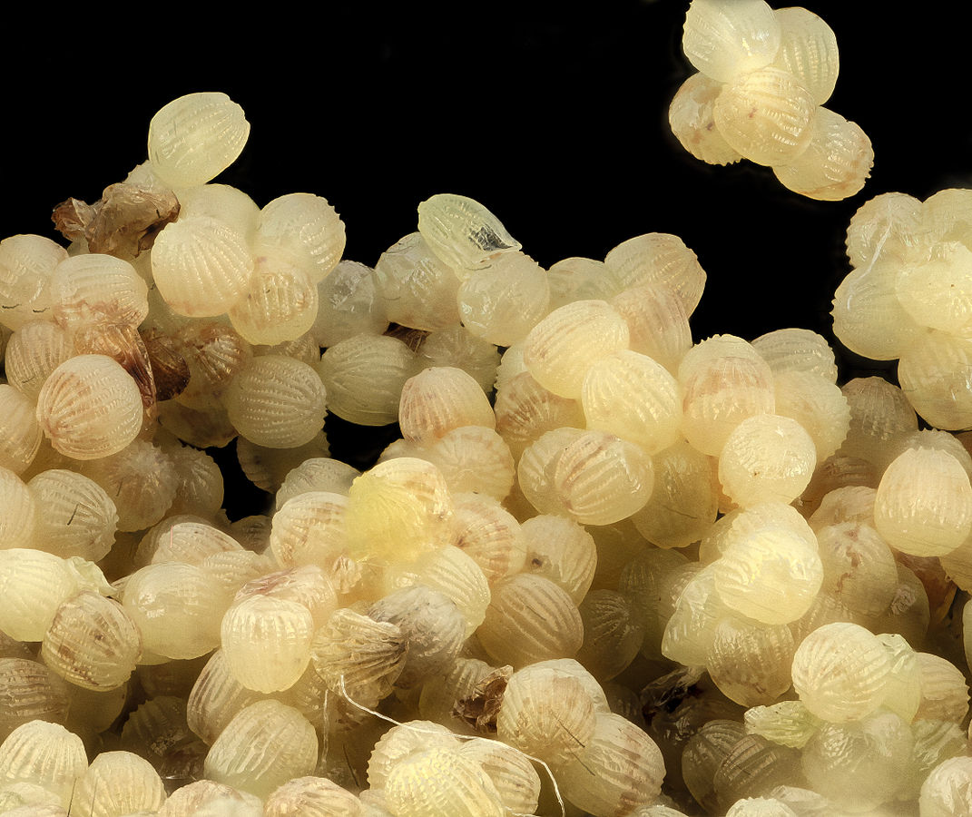 corn earworm eggs