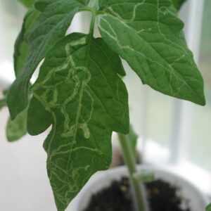 Leafminers