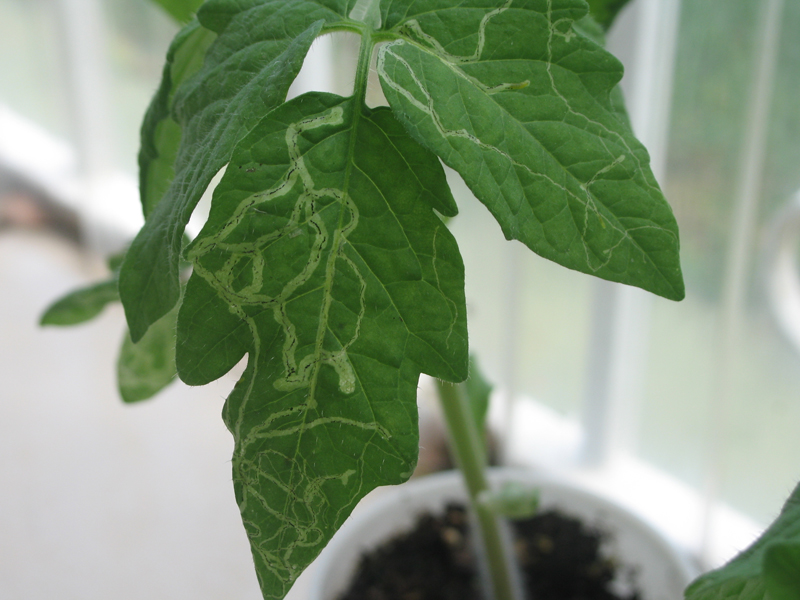 leaf miner damage on tomato