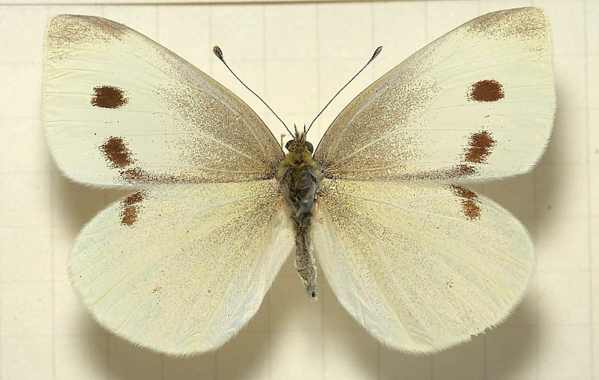 cabbage white