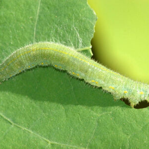 Imported Cabbageworm