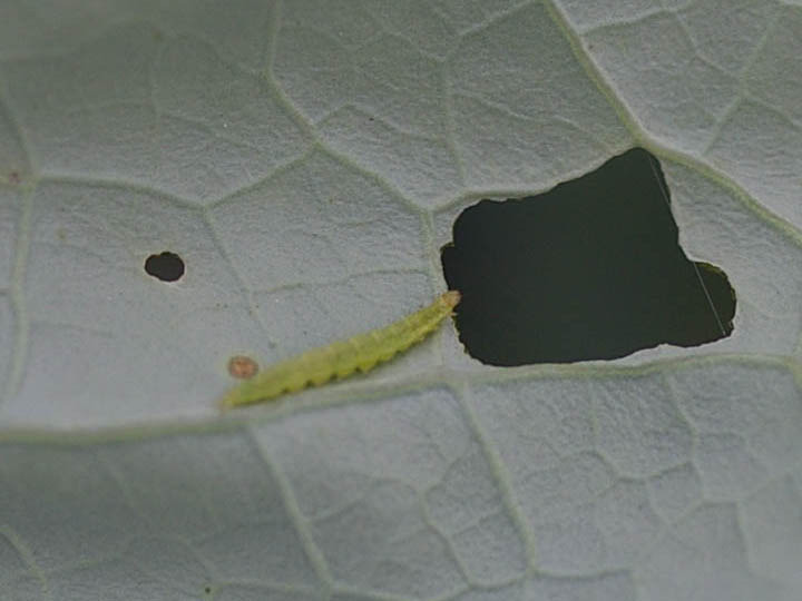 diamondback moth larva