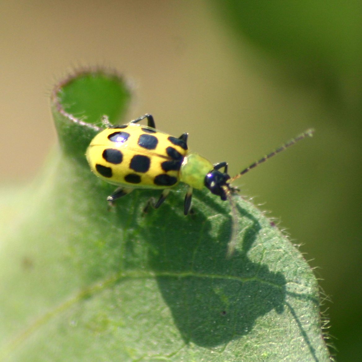 southern corn rootworm