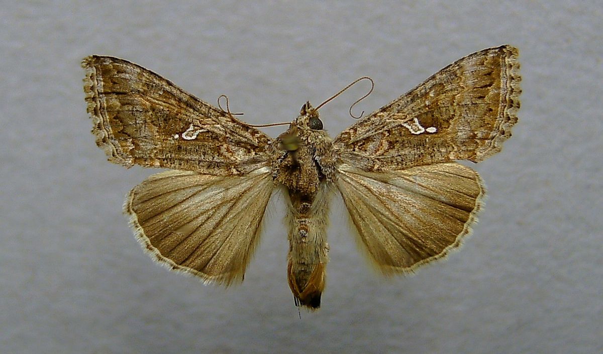 cabbage looper adult