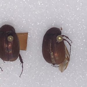Asiatic Garden Beetle