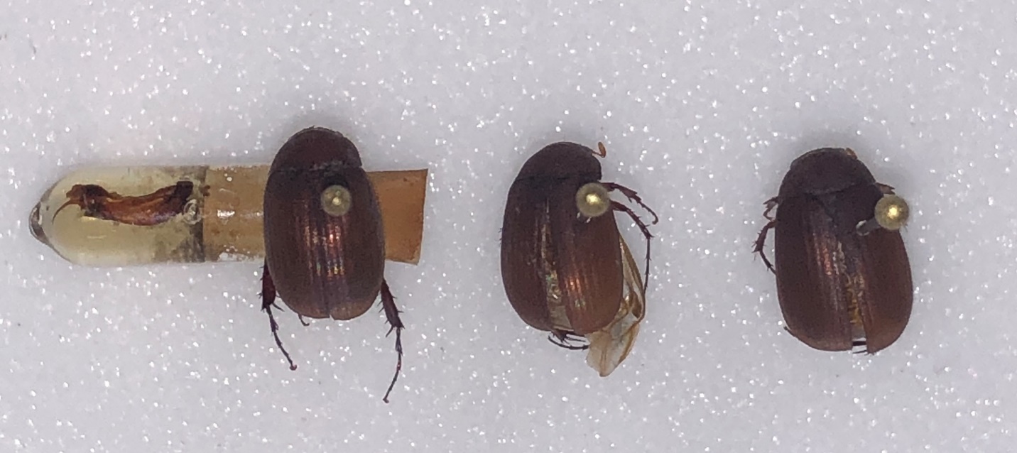 preserved asiatic garden beetle specimens