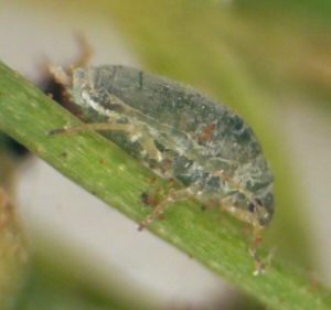 asparagus aphid