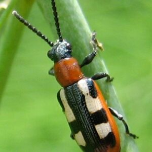 Asparagus Beetle