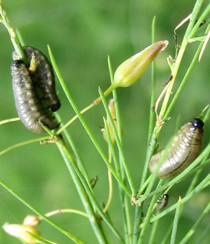 asparagus beetle larvae