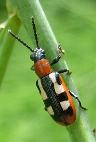 common asparagus beetle