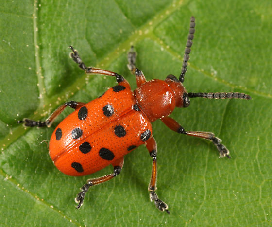 spotted asparagus beetle