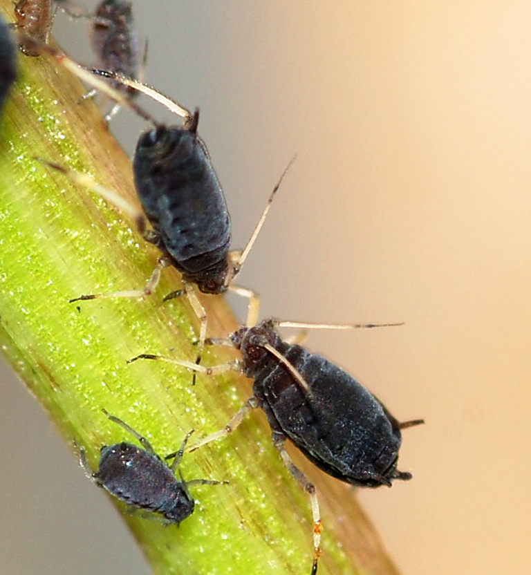 bean aphids