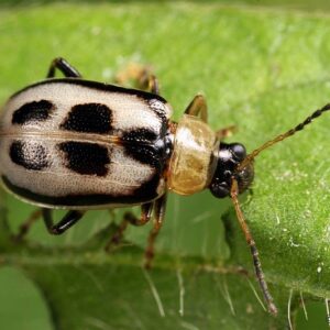 Bean Leaf Beetle