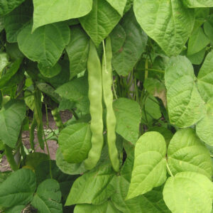 beans