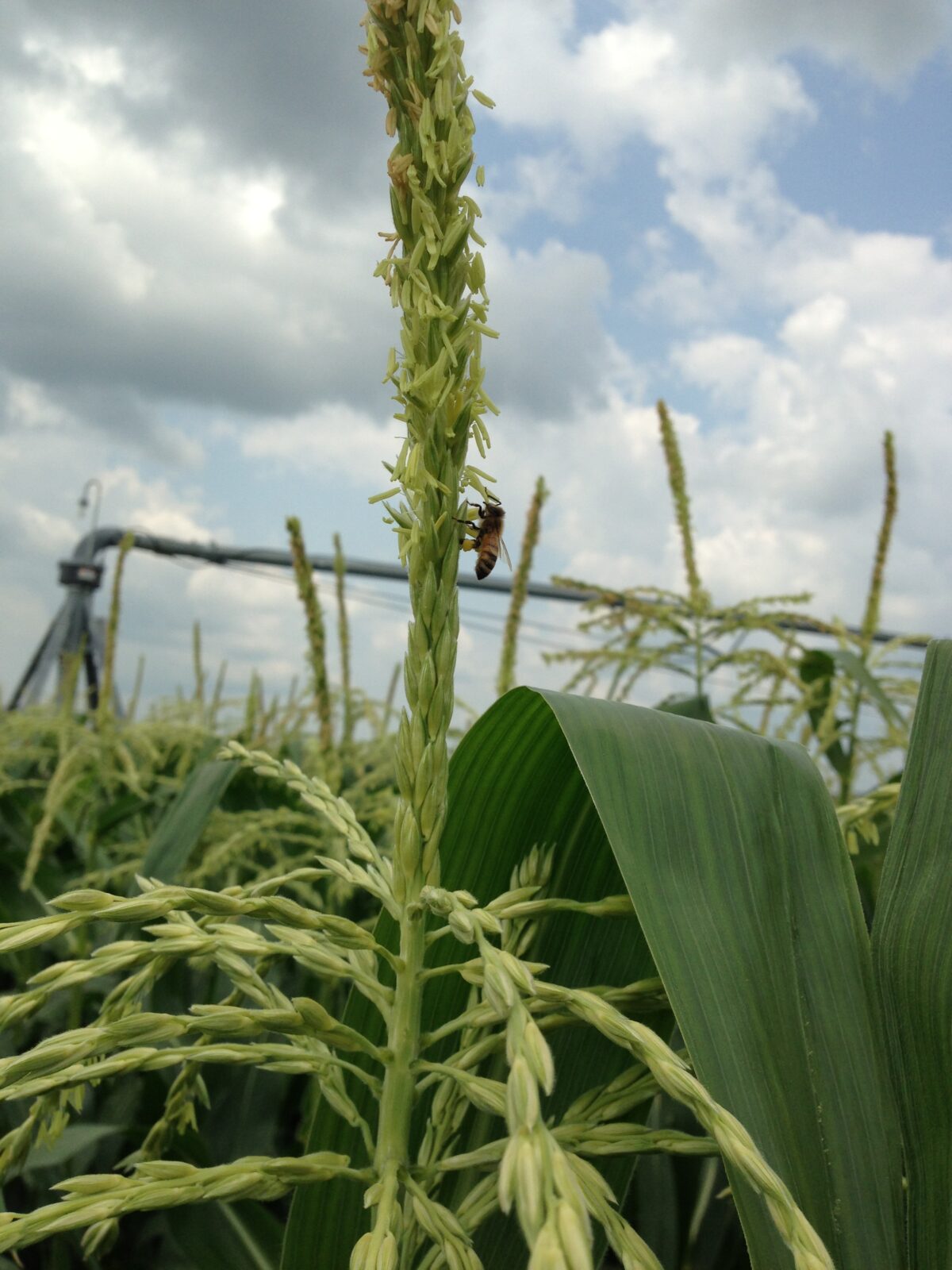 honeybee on corn tassel