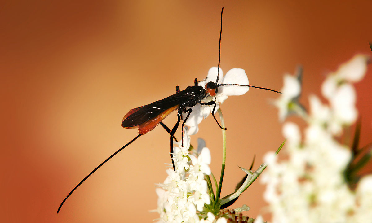 braconid wasp