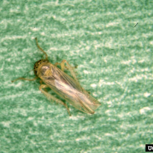 Aster Leafhopper