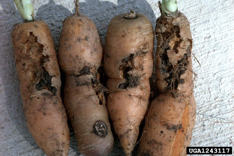 carrot weevil damage