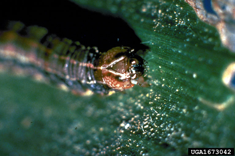 fall armyworm