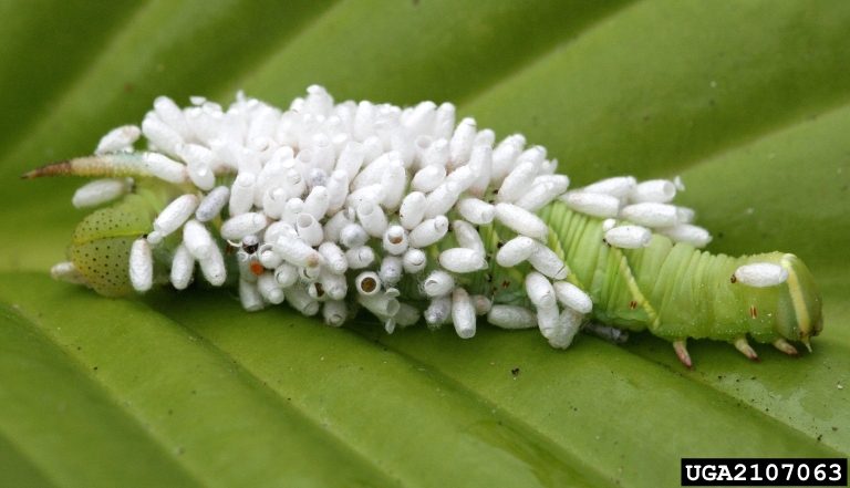 braconid pupae on manduca caterpillar