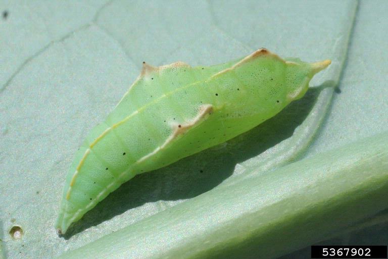 imported cabbageworm pupa