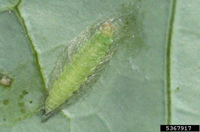 diamondback moth pupa