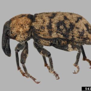Carrot Weevil