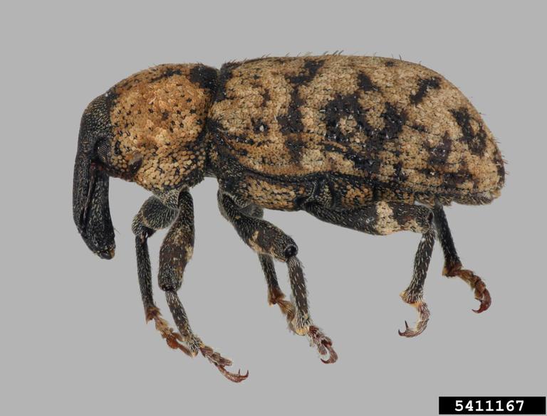 carrot weevil