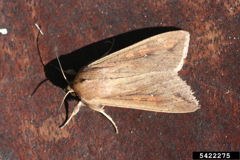 true armyworm adult