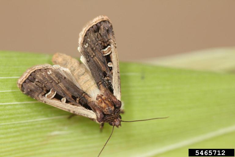 western bean cutworm moth
