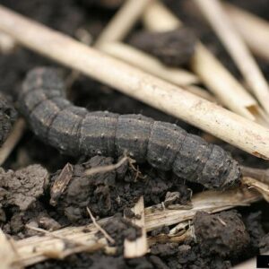 Cutworms