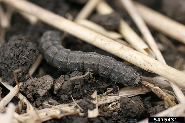 black cutworm larva