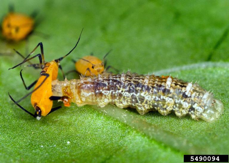 hoverfly larva