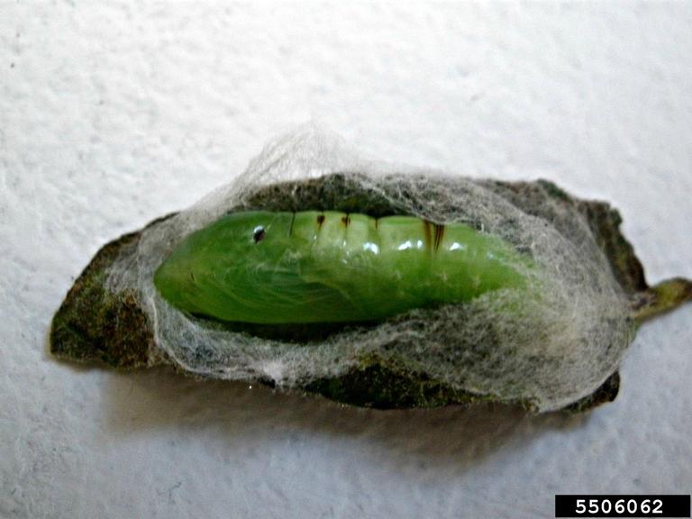 cabbage looper pupa