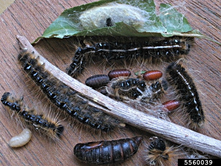 tachinid pupae near caterpillars