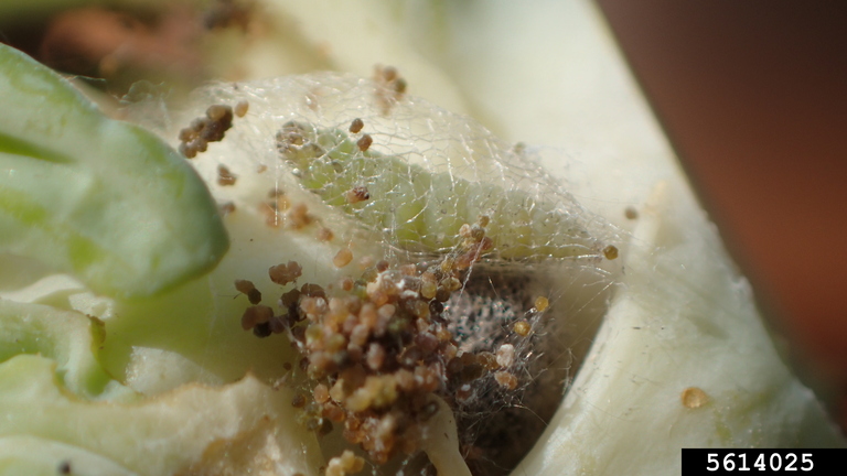 diamondback moth pupa