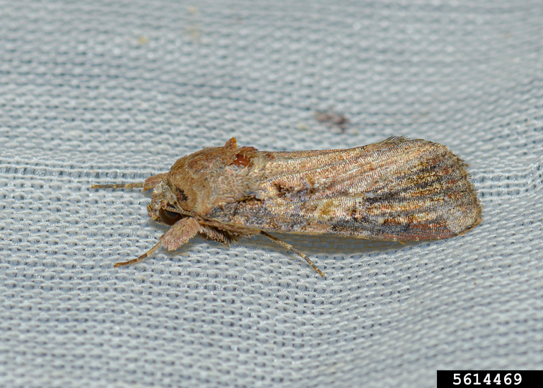 fall armyworm adult