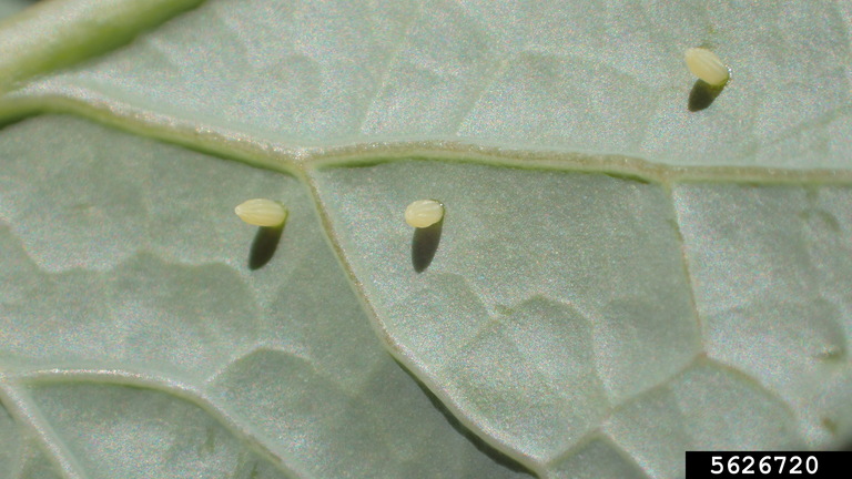 imported cabbageworm eggs