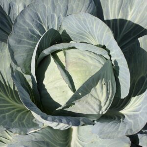 cabbage