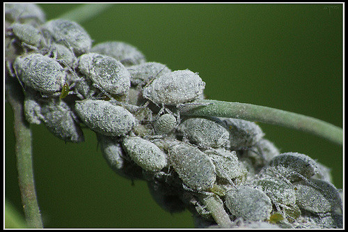 cabbage aphids