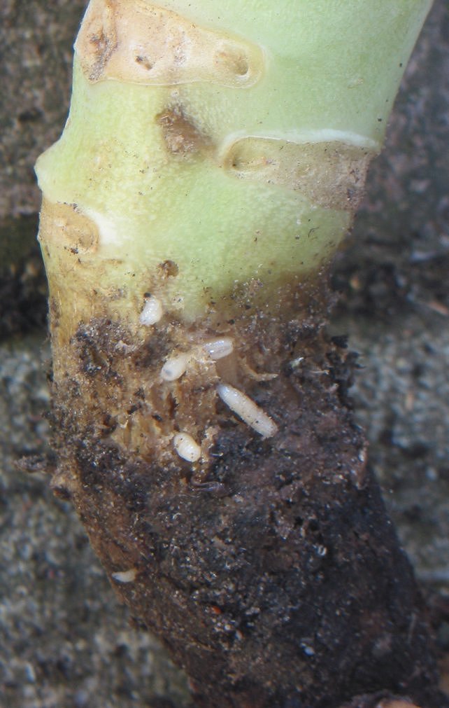 cabbage maggot larvae