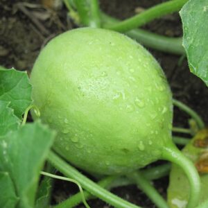 melon