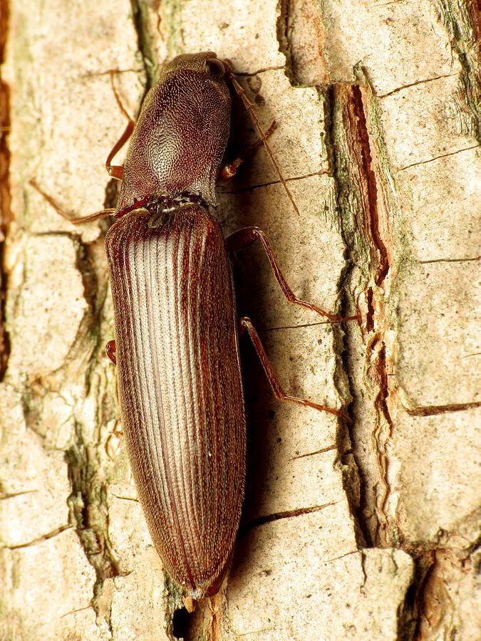 click beetle