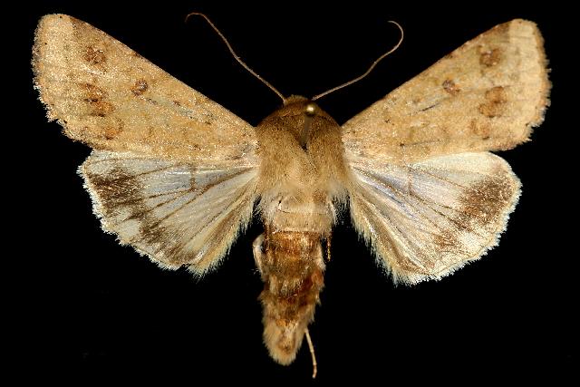 corn earworm moth