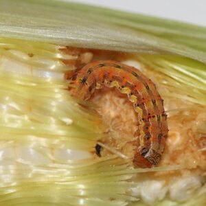 Corn Earworm