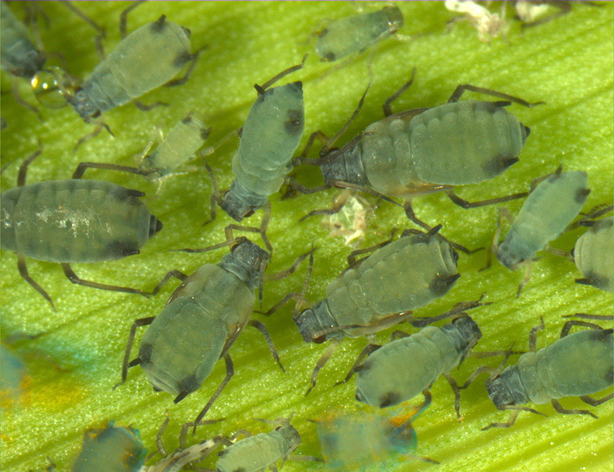 corn leaf aphids