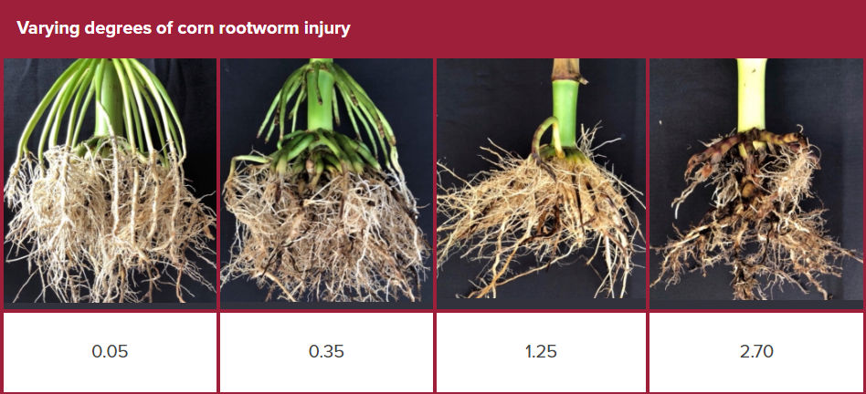 corn rootworm damage