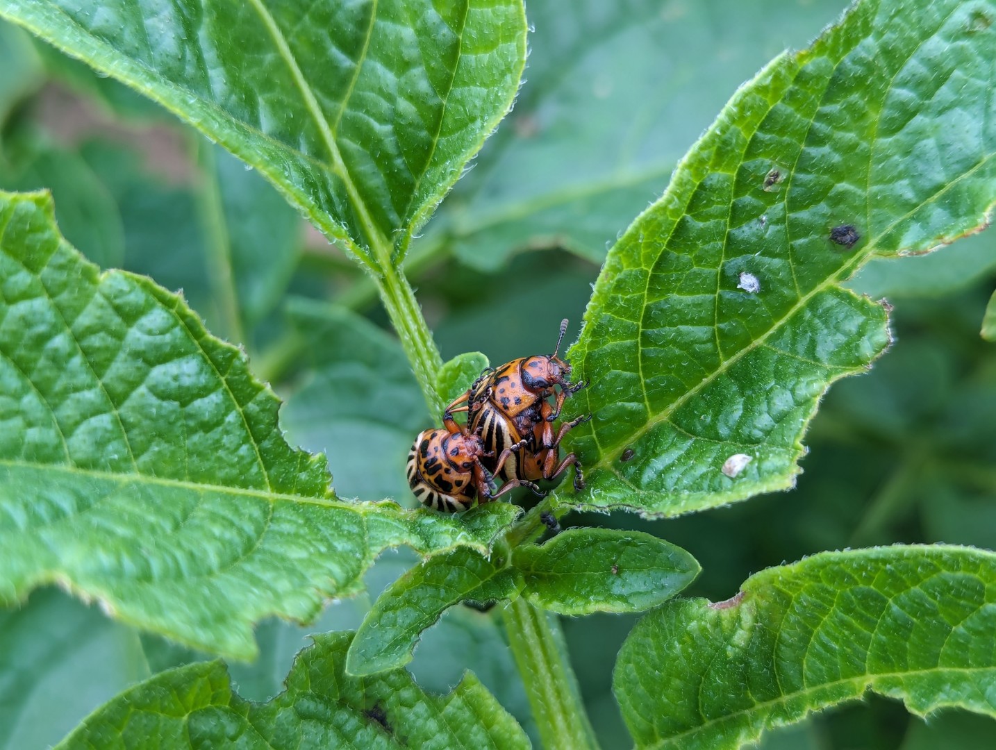 cpb adults mating